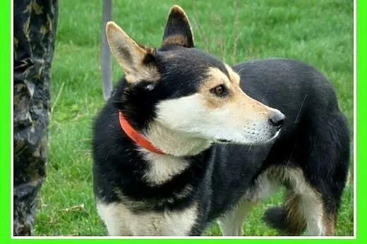 Husky mix, aktywny, średni pies MENEK ,towarzyski,