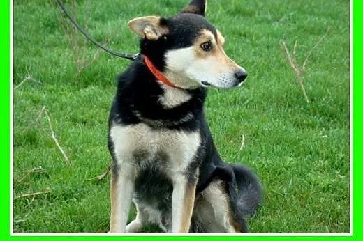 Husky mix, aktywny, średni pies MENEK ,towarzyski,
