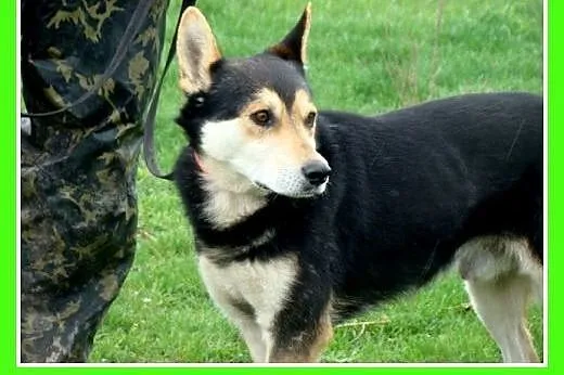 Husky mix, aktywny, średni pies MENEK ,towarzyski,
