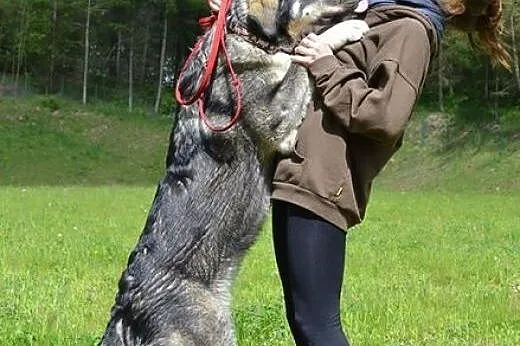 Basza - piękna sunia, troszkę w typie kaukaza :), 