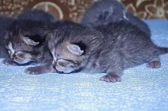 Piękne kocięta brytyjskie!