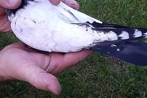 Szczygły duńskie