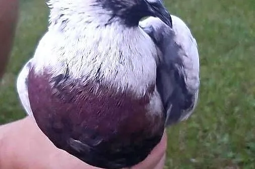 Szczygły duńskie, Kujawsko-pomorskie, Zastawie