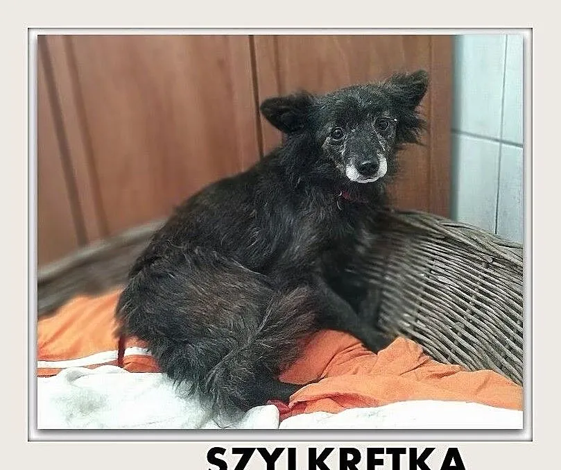 SZLKRETKA,5kg,mała,łagodna,nieśmiała sterylizowana suczka.ADOPCJA, Mazowieckie, Warszawa
