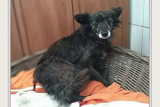 SZLKRETKA,5kg,mała,łagodna,nieśmiała sterylizowana suczka.ADOPCJA
