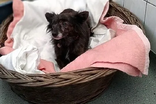 SZLKRETKA,5kg,mała,łagodna,nieśmiała sterylizowana suczka.ADOPCJA, Mazowieckie, Warszawa