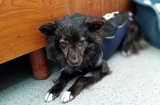 SZLKRETKA,5kg,mała,łagodna,nieśmiała sterylizowana suczka.ADOPCJA, Mazowieckie, Warszawa