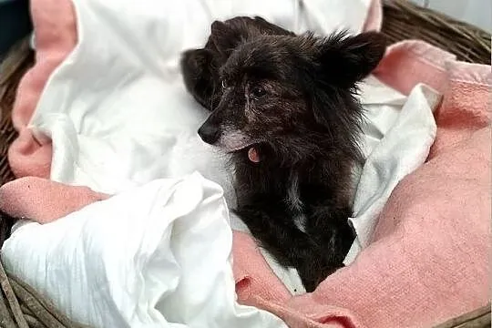 SZLKRETKA,5kg,mała,łagodna,nieśmiała sterylizowana suczka.ADOPCJA, Mazowieckie, Warszawa