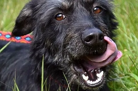 Tika - małe cudeńko w typie jamniorka szorstkowłos