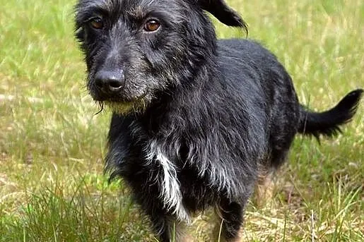 Tika - małe cudeńko w typie jamniorka szorstkowłos