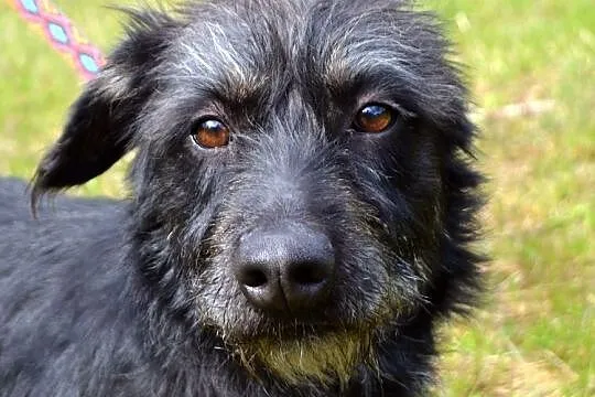 Tika - małe cudeńko w typie jamniorka szorstkowłos