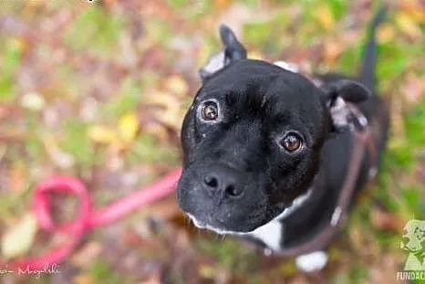 Amstaffka Dora szuka kochającego domu,  Amstaff ca
