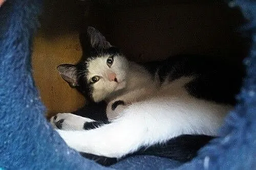Fernando