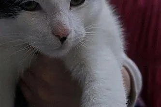 Fernando