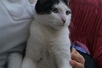 Fernando