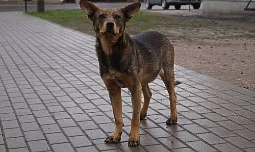 Łagodny, niekonfliktowy Riki, super psiak szuka do