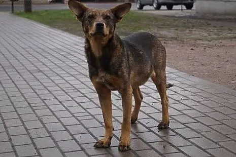 Łagodny, niekonfliktowy Riki, super psiak szuka do