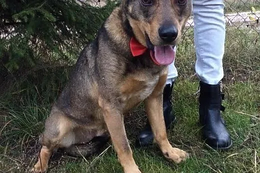 Łagodny, niekonfliktowy Riki, super psiak szuka do