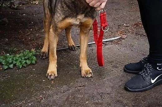 Łagodny, niekonfliktowy Riki, super psiak szuka do