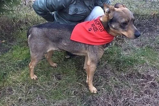 Łagodny, niekonfliktowy Riki, super psiak szuka do