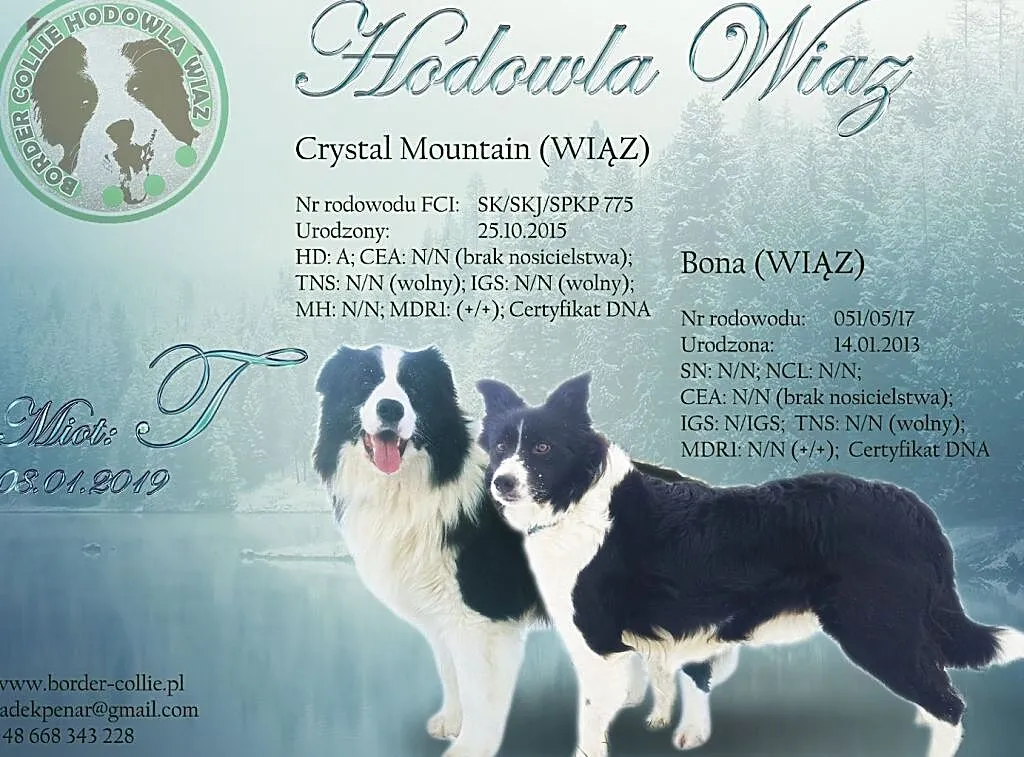 Border Collie - Szczeniaki z rodowodem pięciopokoleniowym, , Iwonicz