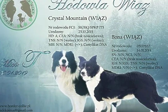 Border Collie - Szczeniaki z rodowodem pięciopokoleniowym, , Iwonicz