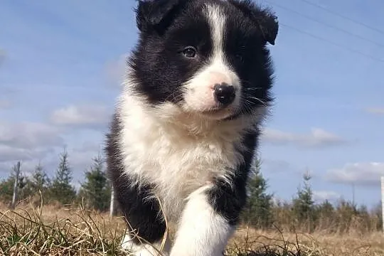 Border Collie - Szczeniaki z rodowodem pięciopokoleniowym, , Iwonicz