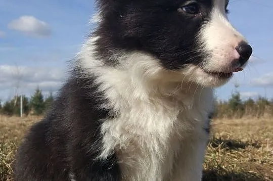 Border Collie - Szczeniaki z rodowodem pięciopokoleniowym, , Iwonicz
