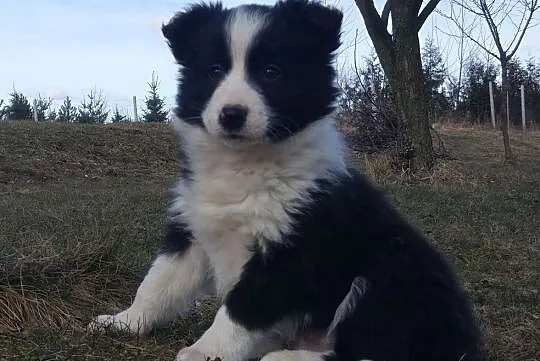 Border Collie - Szczeniaki z rodowodem pięciopokoleniowym, , Iwonicz