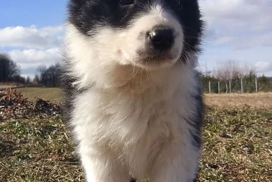 Border Collie - Szczeniaki z rodowodem pięciopokoleniowym, , Iwonicz