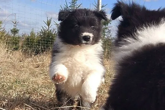 Border Collie - Szczeniaki z rodowodem pięciopokoleniowym, , Iwonicz