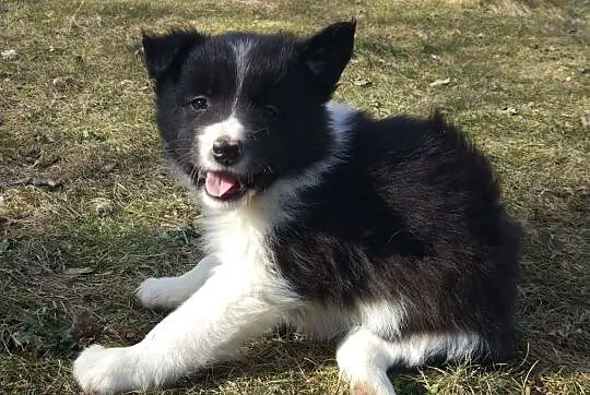 Border Collie - Szczeniaki z rodowodem pięciopokoleniowym, , Iwonicz