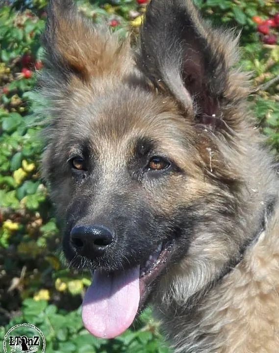Zahir szczeniak mix owczarka niemieckiego Adopcja