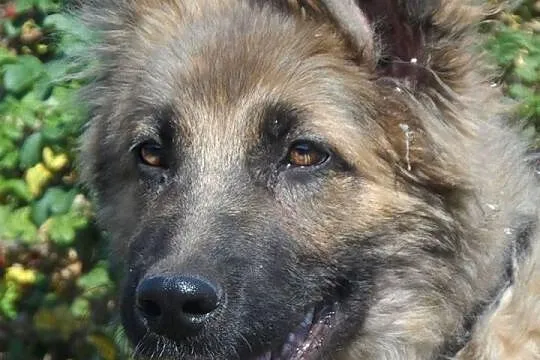 Zahir szczeniak mix owczarka niemieckiego Adopcja