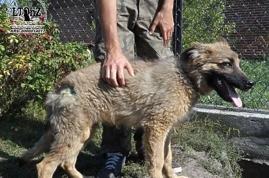 Zahir szczeniak mix owczarka niemieckiego Adopcja