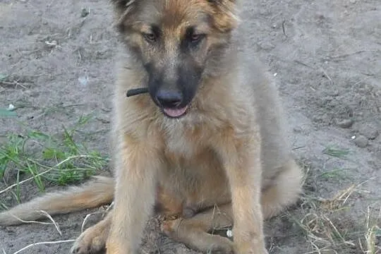 Zahir szczeniak mix owczarka niemieckiego Adopcja