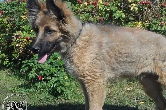Zahir szczeniak mix owczarka niemieckiego Adopcja