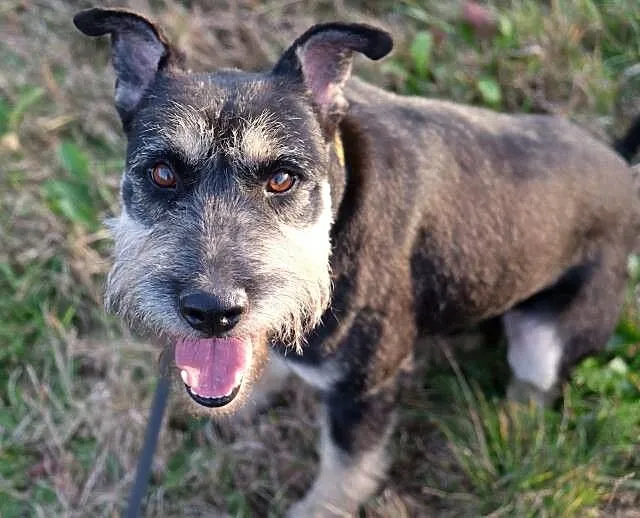Tobi – sznaucer średni mix terier szuka domu