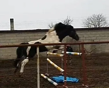 Szukam konia do dzierżawy, , Cegłów
