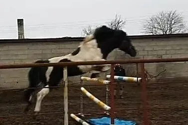 Szukam konia do dzierżawy