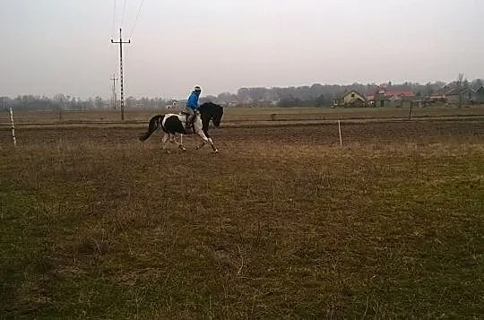 Szukam konia do dzierżawy, , Cegłów