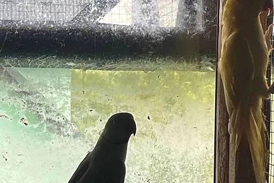 Papugi aleksandretty obrożne para, Małopolskie, Limanowa