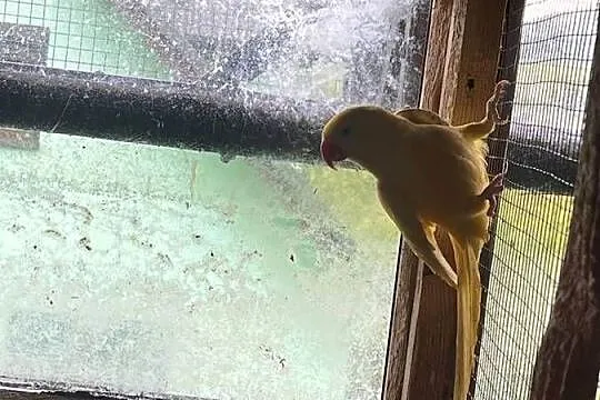 Papugi aleksandretty obrożne para, Małopolskie, Limanowa