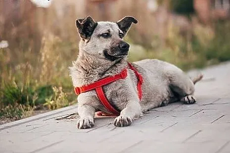 KRESKA- subtelna, dzieciolubna, spokojna ok 2 letn