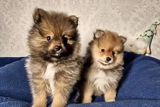 Szpic miniaturowy Pomeranian, Łódzkie, Zgierz