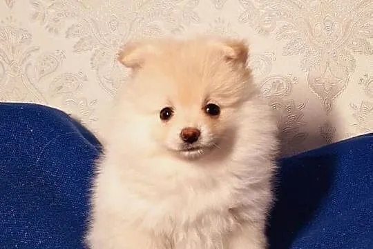 Szpic miniaturowy Pomeranian, Łódzkie, Zgierz