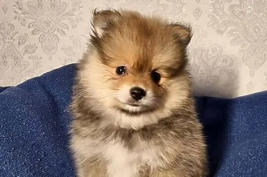 Szpic miniaturowy Pomeranian, Łódzkie, Zgierz
