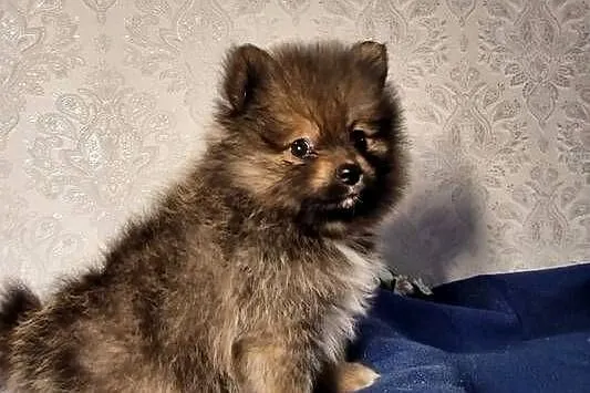 Szpic miniaturowy Pomeranian, Łódzkie, Zgierz