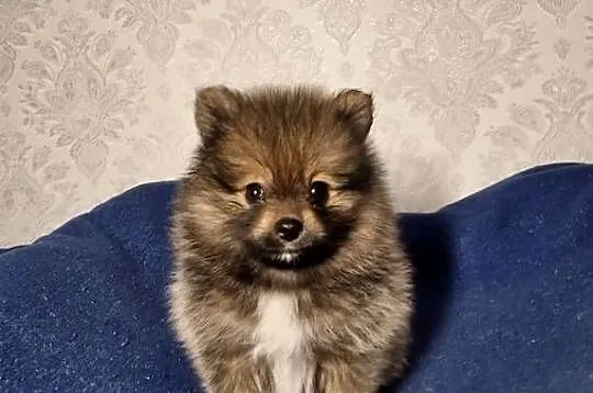 Szpic miniaturowy Pomeranian, Łódzkie, Zgierz