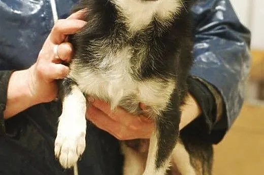 SENIOR- PSI STARUSZEK SZUKA DOMU,  łódzkie Skierni